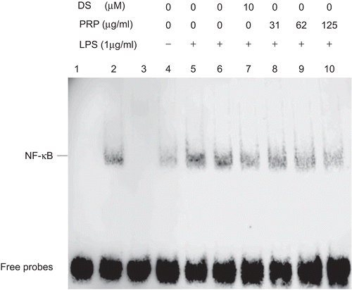 Figure 6.  Effect of pain-relieving plaster (PRP) extracts on the NF-κB–DNA-binding activity in peritoneal macrophages (PMs) induced by lipopolysaccharide (LPS). After incubation for 45 min, nuclear extracts were prepared from PMs and an electrophoretic mobility shift assay (EMSA) was performed, using a consensus biotin-labeled NF-κB-binding oligonucleotide. Results are representative of two independent experiments performed in duplicate. Lane 1: Probe alone, lane 2: probe with nuclear extracts from LPS-stimulated PMs (positive control), lane 3: 200-fold excess of unlabeled consensus NF-κB oligonucleotide was added, lanes 4–10: PMs were treated with none (control), LPS (1 µg/mL), LPS + vehicle; LPS + diclofenac sodium (DS) (10 µM), or LPS + PRP extracts (31.25, 62.5, and 125 µg/mL), respectively.