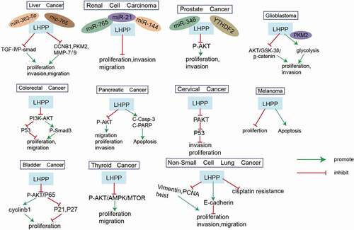 Figure 2. Molecular mechanism of LHPP.