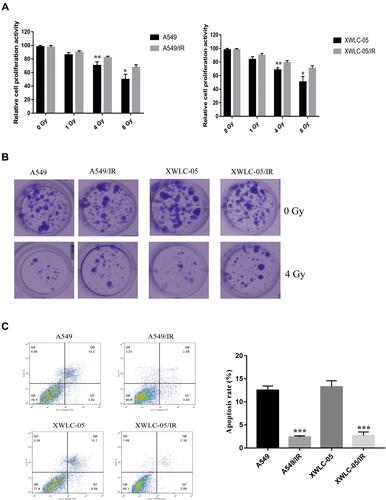 Figure 1 Characterization of irradiation-resistant lung cancer cells. (A) The proliferation activity of A549/IR cell, XWLC-05/IR cell, A549 cell and XWLC-05 cell was measured by MTT assay. *p < 0.05, **p < 0.01. (B) Cell viability of A549/IR cell, XWLC-05/IR cell, A549 cell and XWLC-05 cell was detected with clone formation assay. (C) Apoptosis rate of A549/IR cell, XWLC-05/IR cell, A549 cell and XWLC-05 cell was measured by flow cytometry. ***p < 0.001. Dates were presented as mean ± SD, the P value was determined by two-tailed t-test and one-way ANOVA.