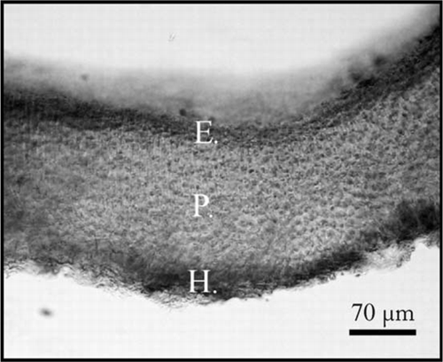 Figure 6  Schizymenia dubyi cross-sections of a tetraesporophyte showing hypothallus (H), epithallus (E) and perithallus (P).