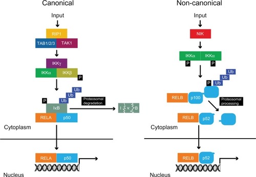Figure 2 Canonical and non-canonical pathways of NF-κB activation.