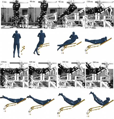 Figure 3. Pedestrian impact sequences of PMHS and THUMS for test V2371 (posterior view; Forman et al. Citation2015a).