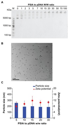 Figure 3 Physicochemical characterization of polyplexes made of PSIA and pDNA at various polymer to gene ratios (w/w) in water: (A) agarose gel electrophoresis of polyplexes; (B) TEM image of polyplexes at the polymer to gene ratio (w/w) of 20 (scale bar: 200 nm); (C) particle size distribution and zeta potential measurement of polyplexes.Abbreviations: PSIA, polyspermine imidazole-4, 5-amide; TEM, transmission electron microscopy.