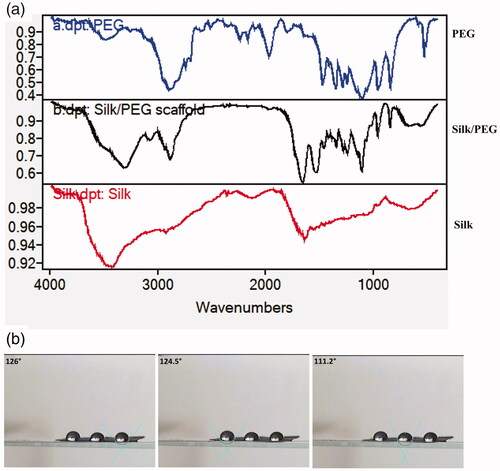 Figure 3. FTIR spectra of PEG, SF/PEG and SF (a) and contact angle of SF/PEG fibrous membrane (b).