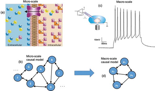 Figure 1. Comparing micro to macro. (a) A biological micro-scale, here a set of ion channels opening and closing, which makes up the membrane potential. (b) A causal model, and abstraction of the workings of the system at the micro-scale, is created by the modeler or experimenter (generally via interventions). This causal model might represent the openings and closings of channels, or the interactions of other molecular interactions, and may have a very high number of parameters. (c) Biological systems often have available macro-scales which are some dimension reduction of the micro-scale. An example might be the membrane potential of a cell. Often these biological macro-scales have interventions that manipulate them directly, such as current injection to change the variables or states can only be manipulated at the macro-scale. (d) A macro-scale causal model is an abstraction, wherein each variable or element might represent that state of the macro-scale and the effects of changes of those states, like how increases the membrane potential might lead to further changes in neighboring cells.