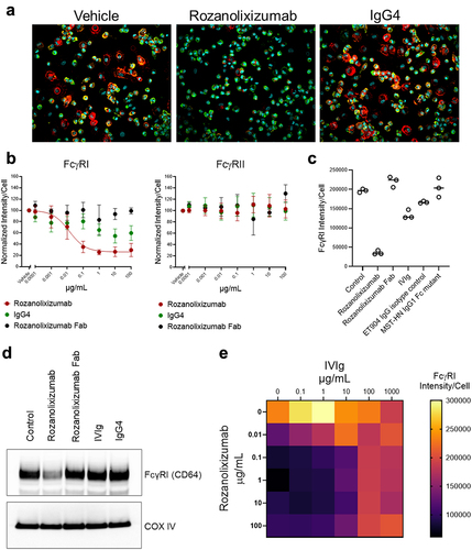 Figure 2. Rozanolixizumab specifically reduces the surface labeling of FcγRI on human macrophages, but only in the absence of exogenous human IgG.