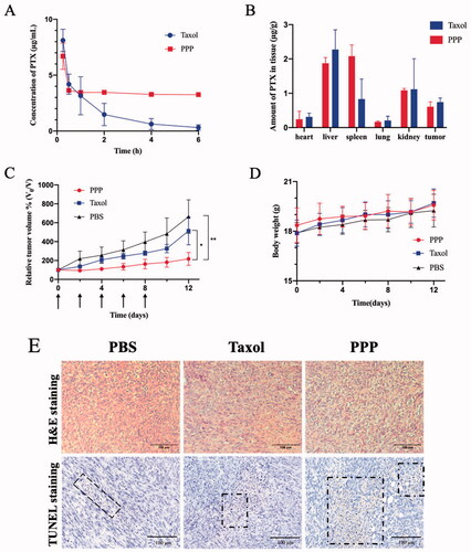 Figure 6. (A) Plasma concentration of PTX in ICR mice after administration of Taxol and PPP (7.5 mg/kg PTX equiv., n = 5). (B) The biodistribution of PTX in BALB/c nude mice bearing MCF-7 tumor at 8 h after administration of Taxol and PPP (10 mg/kg PTX equiv., n = 3). (C–E) Antitumor efficacy of Taxol and PPP. Relative tumor volume change with treatment for 12 days in (C) and the arrows signify the time of intravenous administration, body weight changes of BALB/c nude mice bearing 4T1 tumor during treatment in (D) and the H&E and TUNEL assay of tumor tissues from three groups in (E). Data are described as mean ± SD (n = 4, *p<.05, **p<.01). Bar = 100 µm.