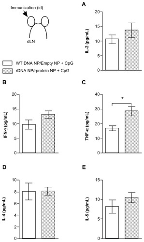 Figure 2 Cytokine production in mice immunized with KMP-11-loaded nanoparticles.Notes: Control BALB/c mice were immunized with nonrecombinant pcDNA3-loaded nanoparticles followed by unloaded (empty) nanoparticles + CpG (open bars). Experimental BALB/c mice were immunized with pcDNA3-KMP-11-loaded nanoparticles followed by recombinant KMP-11-loaded nanoparticles + CpG (closed bars). Two weeks after the last immunization, draining lymph nodes were collected and cells were restimulated with recombinant KMP-11. The presence of cytokines in culture supernatants was determined by flow cytometry, using a Th1–Th2 cytometric bead array. Data are presented as the mean ± standard error and are from two independent experiments, each performed with six mice per group. *P < 0.05.Abbreviations: IFN, interferon; IL, interleukin; KMP-11, kinetoplastid membrane protein-11; TNF, tumor necrosis factor.