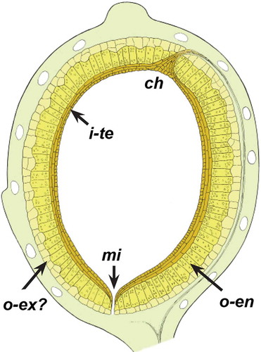 Figure 14. Schematic outline of ovule structure of Canrightiopsis from the Early Cretaceous of Portugal. Fruit wall is indicated by light green colour and oil cells in fruit wall not coloured. The outer integument (testa) is indicated in light yellow and separated in an outer layer of thin walled cells perhaps representing exotesta (o-ex?) and an inner endotestal layer with crystals (o-en). The inner integument (tegmen, i-te) is indicated by a brownish colour; note that the structure of tegmen is not fully understood.