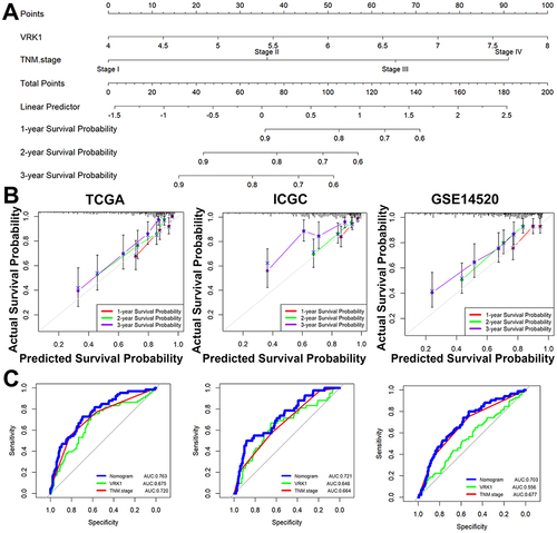 Figure 8 Prognostic nomogram construction. (A) We constructed a nomogram including the TNM stage and VRK1 expression to predict the overall survival of HCC patients separately. (B) The nomogram predicted well in the three datasets. (C) The nomogram was better than either the TNM stage or VRK1.