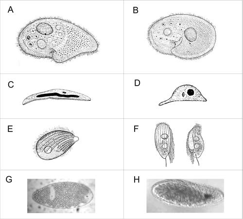 Figure 2. Ciliates from Dreissena spp.: A, Conchophthirus acuminatus; B, Conchophthirus klimentinus (both adapted from Raabe Citation1971); C, Sphenophrya naumiana; D, Sphenophrya dreissenae (both adapted from Raabe Citation1966); E, Hypocomagalma dreissenae (adapted from Fenchel Citation1965); F, Ancistrumina limnica (adapted from Raabe Citation1947); G, H, trophont and theront of Ophryoglena hemophaga (adapted from Molloy et al. Citation2005).