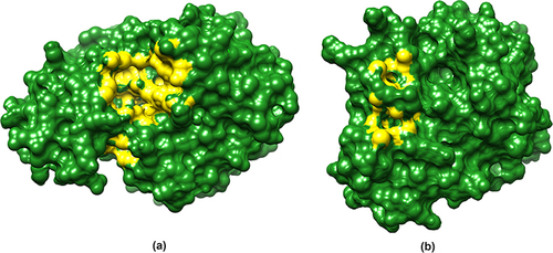 Figure 8 CastP calculations revealed the Binding Cavities in (a) FabD and (b) FabG. The yellow color denoting the binding cavities of the modeled proteins.