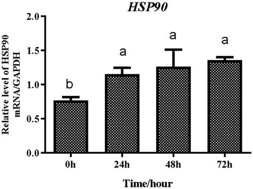 Figure 3. Expression abundances of HSP90 gene during differentiation of preadipocytes. Different lowercases indicated that means differed significantly (p < 0.05).