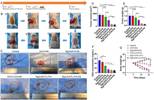 Figure 4. Antitumor analyses of Rg3-H/5-Fu-F/H-PA. (A) Experimental schedule. (B) The detailed establishment procedure of the orthotopic colon cancer mouse model and Rg3-H/5-Fu-F/H-PA implantation. a. Abdominal disinfection; b. exposure of the colon; c. injection of CT26 cells into the subserous layer of the blood-rich area of the colon; d. tumor cells were injected, and the red arrow indicated the tumor cell solution within the subserous layer of the colon; e. the closure of the abdominal incision; f. the tumor (red arrow) formed at 7 days later; g. Rg3-H/5-Fu-F/H-PA (red arrow) was covered on the tumor surface; h. Rg3-H/5-Fu-F/H-PA was sutured with nearby colon serosa, and the red arrow indicated the suture. (C) Photographs of the whole intestine and the intestinal tumors. Red arrows indicated the intestinal tumors. (D) Tumor volume. (E) Tumor weight. (F) Blood CEA concentration. (G) Body weight changes. For each group in D, E, F, and G, n = 6.