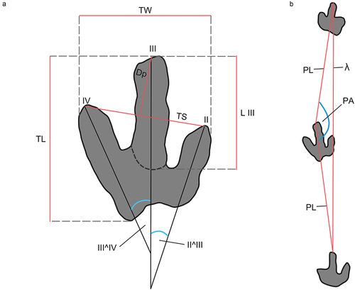 Figure 3. Measurements taken from the tridactyl footprints (a) and trackways (b) at the TY tracksite. Abbreviations: TL – track length, TW – track width, TS – track span, DP – digit III projection, L III – digit III length, II^III/III^IV – respective inter-digit angles, λ – stride length, PL – pace length, PA – pace angulation.