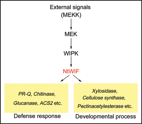 Figure 1 NtWIF in the MAPK cascade. External signals such as wounding/pathogen and developmental stimulus activate the WIPK phosphorylation cascade. The initial component(s) that trigger this cascade are proteins belonging to the MEKK family, although their identity in this cascade remains to be determined. The second component(s) are MEKs, among which NtMEK2 was shown to directly phosphorylate WIPK. Activated WIPK then phosphorylates NtWIF, which recognizes the ARE motifs and transcriptionally activates diverse genes involved in defense response and developmental processes. When external signals are initiated from wound/pathogen stresses, the system mainly functions to activate defense-related genes (left side), and when siganls are related to developmental process, the system activates development-related genes (right side). However, since many genes are bifunctional, being transcriptionally activated during stress response and development, such a differential response my not be distinct. This cascade flexibly plays a critical role in a wide range of physiological responses.