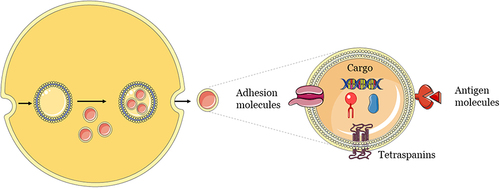 Figure 3 General mechanism of biogenesis and release of exosomes.Citation22 The Figure was partly generated using Servier Medical Art, provided by Servier, licensed under a Creative Commons Attribution 3.0.