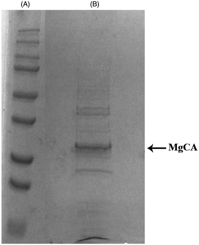 Figure 3. SDS-PAGE of the recombinant MgCA purified from E. coli codon plus cells. Lane A, molecular markers, M.W. starting from the top: 250, 150, 100, 75, 50, 37, 25 and 20; Lane B, purified SspCA from His-tag affinity column.