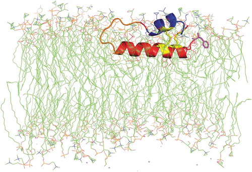 Figure 1. Molecular illustration of a phospholipid bilayer cross section with Super Mini B (SMB) peptide interacting with the synthetic surfactant lipid bilayer. SMB, an amphipathic helix hairpin peptide mimic of full-length SP-B, is shown with the N-terminal helix highlighted in red, the bend connecting the N and C terminal domains in orange and the C-terminal helix in blue. The cystine disulfide linkages are highlighted in yellow, while the N-terminal phenylalanine is in magenta. The synthetic surfactant lipid mixture consists of DPPC, POPC and POPG in the mole ratio of 5:3:2. The acyl chains are rendered in green while phospholipid head group atoms are nitrogen in blue and phosphate atoms in orange. The graphic image is based on the homology templated structure of SMB using iTasser that was inserted into a bilayer of synthetic surfactant lipids with the Charmm graphical user interface. This peptide-bilayer lipid ensemble was then refined by molecular dynamics using the Gromacs force field and Charmm36 m parameter set for one microsecond to reach an equilibrium state. Water molecules used in the simulation have been deleted from the illustration for clarity.