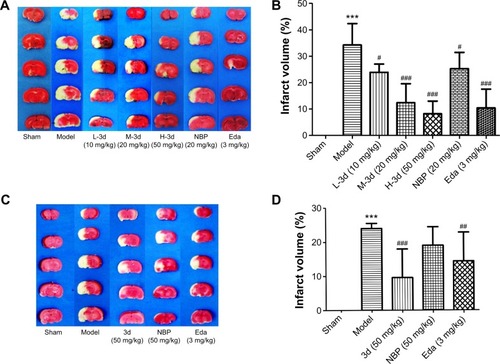 Figure 6 Effect of 3d on the infarct volume in rat brain at 24 hours after tMCAO and pMCAO.