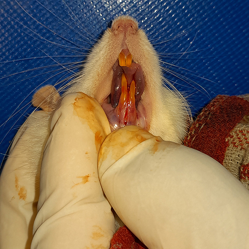 Figure 1 The gingival of Wistar rats after incision.