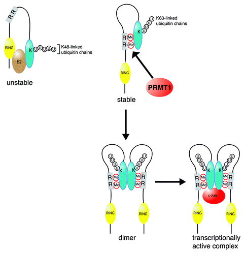 Figure 1. Proposed model for the effects of PRMT1-mediated arginine methylation in the regulation of RACO-1 stability and c-Jun binding. Demethylated RACO-1 (top left) is unstable due to autoubiquitylation targeting lysine residues within the C-terminal domain of the protein. Methylation of arginine 98 and arginine 109 (shown as the gray box) induces a conformational change enabling an intramolecular interaction between the N-terminal and C-terminal portions of the protein. Autoubiquitylation is subsequently inhibited and K63-linked ubiquitylation induced, leading to protein stabilization. Once stabilized by methylation, RACO-1 forms a dimeric complex via the C-terminal dimerization domain of each monomer (blue oval shape). Dimeric RACO-1 can subsequently interact with c-Jun and drive AP-1 gene activation. K, lysine residues; R, arginine methylation (Me) sites (98 and 109); U, ubiquitin.