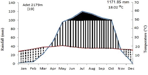 Figure 2. Clima diagram of Yilmana Densa district (2000–2018), Data source:.Western Amhara Meteorology Service Center (Citation2018)