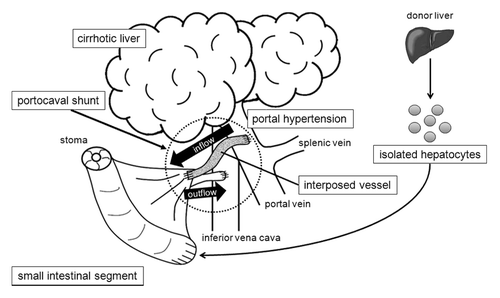 Figure 1. Schema of our strategy of small intestinal PCS with cell transplantation. The PCS is constructed using an autologous small intestinal segment. Isolated hepatocytes are transplanted into the small intestinal graft.