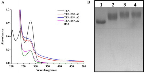 Figure 1. The characterization of coating antigens (TeA-BSA). (A) The UV-Vis spectra of coating antigens; (B) The SDS-PAGE image of coating antigens: (1) BSA; (2) TeA-BSA A1; (3) TeA-BSA A2; (4) TeA-BSA A3.