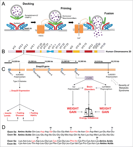 Figure 1. Regulated exocytosis and role of SNAP-25 (synaptosomal-associated protein of 25 kDa). (A) Regulated exocytosis, or regulated membrane fusion, is the process by which excitable cells release signaling molecules such as hormones or neurotransmitters through the fusion of intracellular vesicles with the plasma membrane. The final stages of exocytosis are classified into docking, priming and fusion. Vesicles are recruited and tethered to the plasma membrane, where they are docked. During priming, SNARE complexes of proteins including SNAP-25 are formed, after which the vesicles are pulled closer to the plasma membrane bilayers and fuse with them; the vesicle contents are then released into the extracellular space. Fusion is initiated by an influx of calcium via specific channels. (B) The gene for SNAP-25 is located on chromosome 20 p12-12p11.2. (C) This gene encodes a presynaptic protein with two differentially expressed splicing variants, SNAP-25a and SNAP-25b. The two mutually exclusive splice variants result from a duplication of exon 5 in the Snap25 gene. Four single nucleotide polymorphisms (SNPs) or mutations in the human Snap25 gene have been found to be associated with metabolic traits (C). The rs363050 polymorphism in exon 1 of the Snap25 gene results in reduced expression of SNAP-25 protein, and when this SNP coincides with T2D, patients demonstrates higher levels of fasting glucose and HbA1c (39). Diabetic individuals carrying the rs363050 polymorphism also exhibit lower insulinaemia, possibly due to an impaired exocytosis machinery in beta cells (39). The rs3746544 and TaiI SNPs located in the 3' UTR region of the human SNAP-25 mRNA have been associated with weight gain after antipsychotic treatment (37,38). Furthermore, SNP genotypes of rs362551 located 7 kb downstream of exon 8 of the Snap25 gene have been associated with the severity of the syndrome (40). (D) SNAP-25a and SNAP-25b differ only in 9 out of 206 amino acids. The two alternative exon 5 sequences both encode 39 amino acids spanning positions 56 to 94 in the SNAP-25 polypeptide. Abbreviations: VGCC, voltage-gated calcium channel; 3'UTR, 3'untranslated region.