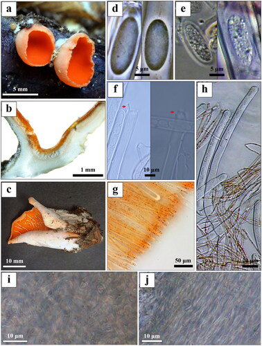 Figure 2. Sarcoscypha humida: (a) fresh apothecia of specimen; (b) longitudinal section of apothecia; (c) dried apothecia of mature specimen; (d) dried ascospores; (e) dead ascospores; (f) operculum; (g) paraphyses; (h) asci with eight spores; (i) medullary excipulum; (j) ectal excipulum.