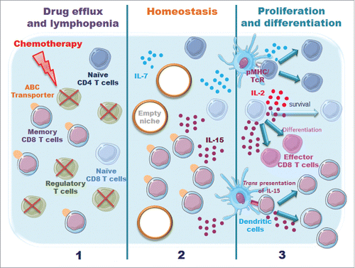 Figure 1. Model illustrating potential effects of chemotherapy on immune resistance. Two factors may affect T cell survival/function (i) their capacity to efflux drug via ATP-binding cassette (ABC) transporters; (ii) the availability of specific niches and their capacity to respond to homeostatic cytokines, such as IL-2, IL-7 and IL-15.