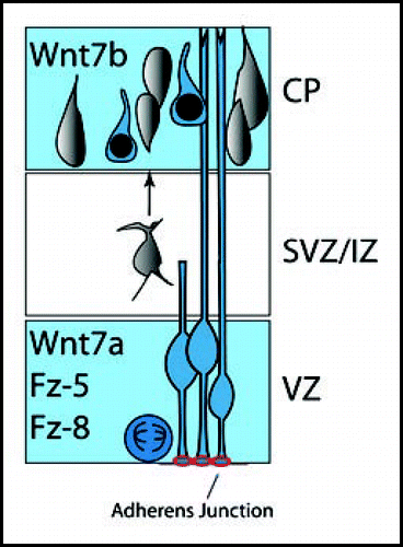 Figure 1 Expression of Wnts, Frizzled and Wnt activity in the developing cerebral cortex. Neural precursor cells reside in the ventricular zone (VZ). Ventricular cells are polarized neuroepithelial cells oriented with their apical surfaces towards the ventricular lumen; the endfeet of ventricular zone neural precursors are joined by β-catenin-rich adherens junctions (red). Wnt7a, Fz-5 and Fz-8 are expressed in the cortical ventricular zone, while Wnt7b is expressed in the developing cortical plate. Active Wnt/β-catenin signaling is present in the ventricular zone and cortical plate (blue). Increasing evidence points to important Wnt function in proliferation of precursors, laminar fate determination of cortical neurons, axonal/dendritic remodeling, as well as synapse formation.