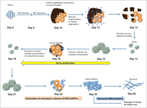 Figure 1. Schematic flow diagram to depict the stages of differentiation into neurons from induced pluripotent stem cells (iPSCs). NSCs: neural stem cells; NPCs: neural progenitor cells; NLSs: neurosphere-like structures.