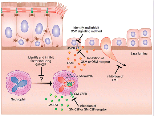 Figure 2. Hypothetical mechanism of repair and potential therapeutic strategies for epithelial barrier restoration in the treatment of type 2 iflammatory disease. GM-CSF induces neutrophil derived OSM, which can mediate epithelial barrier dysfunction through the induction of EMT. Several potential mechanisms aimed at restoring epithelial barrier function for the treatment of type 2 inflammatory diseases are identified.