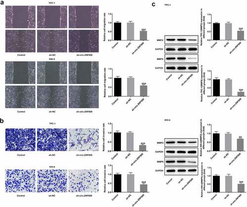 Figure 2. Circ-ZNF609 silencing suppressed the migration and invasion in TPC-1 and IHH-4 cells. (a) Cell migration detection employed wound healing following circZNF609 knockdown. Original magnification: 100 × . (b) Cell invasion was tested via transwell assay following circZNF609 knockdown. Original magnification: 100 × . (c) Levels of MMP2 and MMP9 following circZNF609 knockdown, examined with the aid of Western blotting. All experimental results are recorded in the form of mean ± SD. **P < 0.01, ***P < 0.001 versus sh-NC.