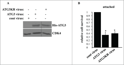 Figure 8. Lysine 243 of ATG3 is not required for the ability of ATG3 to kill attached intestinal epithelial cells. (A) IEC-18 cells were infected (+) or not infected (−) with 4 × 104 viral particles per cell of the control retrovirus (cont virus) or ATG3-encoding retrovirus (ATG3 virus), or the virus encoding ATG3 in which K243 was mutated to arginine (ATG3KR virus), treated with 2 μg/ml puromycin for 24 h and assayed for ATG3 expression by western blot. CDK4 was used as a loading control. (B) IEC-18 cells treated as in (A) were assayed for survival as in Figure 5F. The numbers represent the average of triplicates plus the SD. This experiment was repeated twice with similar results. * indicates that the p-value was less than 0.05.