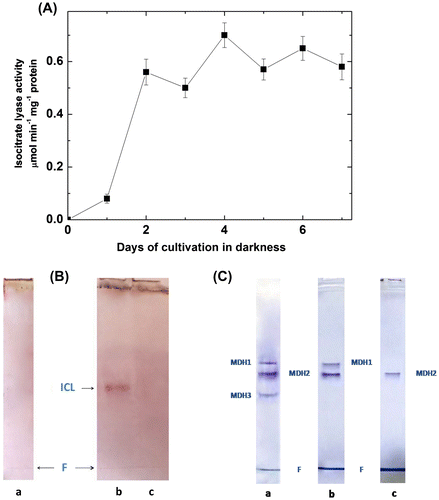 Figure 5. Isocitrate lyase activity and appearance of the oligomeric form of MDH participating in the glyoxylate cycle in Rhodоvulum steppense. A – development of isocitrate lyase activity after transferring of bacteria to aerobic cultivation in darkness; B – specific staining of isocitrate lyase on zymograms; C – specific staining of MDH forms: a – chemotrophic aerobic growth; b – chemotrophic aerobic growth in the presence of itaconate; c – phototrophic growth. ICL – isocitrate lyase; F – band of bromophenol blue.
