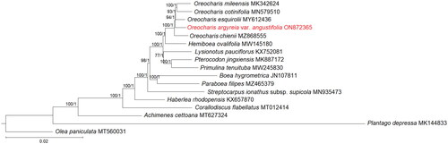 Figure 3. Phylogenetic tree based on the 79 shared unique CDS of 13 selected taxa of Gesneriaceae, with Olea paniculata and Plantago depressa included as outgroups. Shown next to the nodes are the bootstrap support (BS) and posterior probability (PP) values, in which strong branch support (BS ≥75%, left; PP ≥0.95, right) is indicated with an asterisk (*).