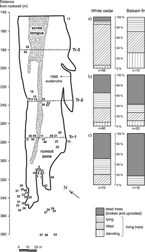 FIGURE 3. On the map, the heavy line marks the limit of the 1996-avalanche track at stand T-5. Tr-1 to Tr-3 (dashed lines) identify the three transects used for the study of tree damage, and numbers identify the position of damaged trees used for the reconstruction of past avalanche activity. a) to c) Distribution of dead and living white cedar and balsam fir stems in the three transects (dashed line), using four categories of damaged trees