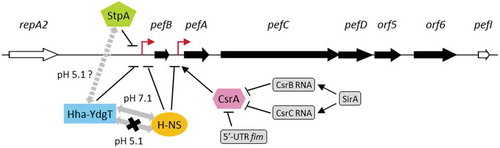 Figure 8. Model for in vitro pef regulation in S. Typhimurium.The six ORFs belonging to the pef operon are represented by black arrows. The two promoters identified upstream of pefB and pefA are indicated by red broken arrows. The promoter upstream of pefA is repressed by H-NS and the RNA binding protein CsrA stabilizes the pefACDorf5orf6 transcript. The activity of CsrA is antagonized by the 5ʹ-UTR of the fimA-F transcript and the two small RNAs named CsrB and CsrC [Citation23]. The promoter upstream of pefB is strongly silenced by H-NS and weakly by StpA and Hha-YdgT. The two gray double arrows between H-NS and Hha-YdgT indicate that, at pH 7.1 Hha-YdgT act through H-NS to modulate pef expression, contrary to pH 5.1 where Hha-YdgT seem able to negatively regulate pef expression independently of H-NS. The single dashed double arrow with a question mark connecting StpA and Hha-YdgT signifies a possible interaction at pH 5.1 between these three NAPs to repress pef expression.