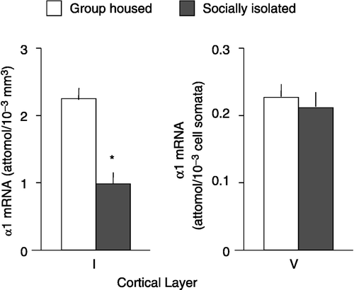 Figure 2 Quantitative nested PCR analysis coupled with laser capture microdissection of α1 subunit mRNA in frontal cortical layers I and V of mice that were group-housed or socially isolated for 4 weeks. Cortical layer I and pyramidal cell somata located in layer V were microdissected using a laser capture method. GABAA-R α1 subunit mRNA in total RNA extracted from dissected tissue was determined by competitive RT-RTPCR associated with nested PCR. Each datum represents the mean ± SEM. of four mice. *P < 0.01 compared with group-housed mice.