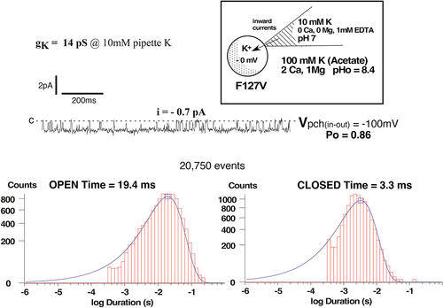Figure 4b. Kinetics for the single-channel F127V currents of Figure 4a at a patch potential of –100 mV (inside negative). In the absence of pipette Ca, F127V is characterized by a single open time of 19.4 ms and a single closed time of 3.3 ms.