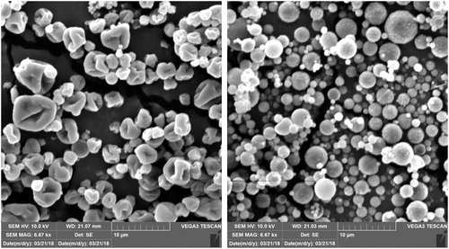 Figure 1. SEM images of Dex/NP-loaded pectin microspheres (DNM; left) and Dex-loaded pectin microspheres (DM; right).