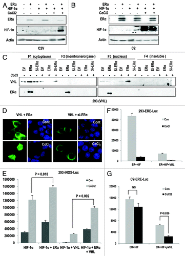 Figure 5. Hypoxia promotes pVHL-mediated ER-α degradation. (A and B) Hypoxia reduces the expression of ER-α in a pVHL-dependent manner. After transfection with the indicated vectors for 24 h, CoCl2 (400 μM) was added for 12 h in each cell line. Immunoblot analysis was performed using the indicated antibodies. (C) pVHL translocates from the cytoplasm to the nucleus under the hypoxic condition. Two hundred and ninety-three cells were transfected with the indicated vectors and were treated with CoCl2 for 12 h. After treatment, cells were harvested to isolate the cytoplasm, membrane/organelle, nucleus and insoluble fractions and these samples were analyzed by immunoblot. (D) Knockdown of ER-α blocks the nuclear translocation of pVHL. Two hundred and ninety-three cells were transfected with the indicated vectors or si-RNAs for 24 h and were treated with CoCl2 for 12 h in 293 cells. After fixation with Me-OH, cells were stained with anti-pVHL (green) and DAPI (blue). (E) ER-α promotes HIF-1α transcription activity. Two hundred and ninety-three cells were co-transfected with an iNOS-Luc reporter containing a HIF-1α response element and the indicated vectors for 24 h. In addition, cells were incubated with CoCl2 for 12 h to induce the hypoxic conditions. (F) Hypoxia-induced suppression of ER-α activity is achieved by pVHL. Two hundred and ninety-three cells transfected with ERE-Luc were incubated with CoCl2 for 12 h. A clear reduction in ERE-Luc activity in response to hypoxia was detected. (G) The resistance of hypoxia-induced ERE-Luc suppression in VHL-deficient cells. Under similar conditions to those described above, a reduction in ERE-Luc activity in response to CoCl2 in C2 cells was not observed. Instead, pVHL transfection could restore sensitivity to hypoxia.