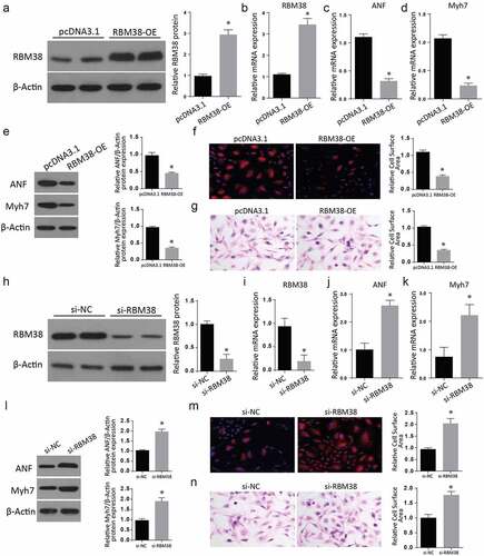 Figure 2. Modulating RBM38 expression exerts inverse effects on myocardial hypertrophy markers