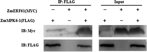Figure 1. ZmMPK6-1 can interact with ZmERF061 by Co-IP assay. ZmERF061-Myc was co-expressed with ZmMPK6-1-FLAG in N. benthamiana. The proteins immunoprecipitated from leaf extracts using Anti-FLAG M2 Affinity Gel (IP: FLAG) were analyzed by immunoblotting with anti-Myc (IB: Myc) or anti-FLAG antibody (IB: FLAG). The protein inputs were shown by immunoblotting.