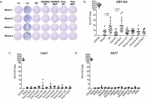 Figure 1. Screening of immune responses against a panel of predicted neo-antigen candidates reveals oligoreactivity. a. Representative ELISPOT wells showing IFNγ production in response to HA; UQCRC2 wild type (WT) and mutant (MUT) peptides; WT and MUT neo-antigen peptide pools. b. Dot plot summarizing responses against individual peptides, and peptide pools in AB1 murine mesothelioma bearing mice. Group A: 17 peptides, Group B: 16 peptides. (n = 8–16, 3 separate experiments). c.Responses against peptide pools of 5–6 neo-antigen candidates in Line1 Alveolar lung carcinoma bearing mice (n = 4). d. Responses against peptides of neo-antigen candidates in AE17 murine mesothelioma bearing mice (n = 5). Each dot represents mean dLN responses from an individual animal. Error bars show mean ± SD. Paired Student’s T-test