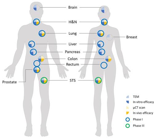 Figure 6 Review of studies with NBTXR3. The various experiments carried out in vitro and in vivo on the various human models demonstrated the effectiveness of NBTXR3 and its capacity to treat any kind of solid tumor. These preclinical results have been confirmed in a Phase II/III clinical trial in patients with soft tissue sarcoma, and other Phase I trials are currently in progress.