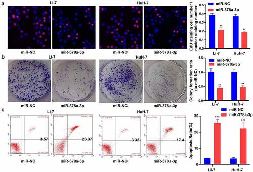 Figure 3. miR-378a-3p overexpression reduced HCC cell viability and promoted cell apoptosis. (A) EdU assay showed that miR-378a-3p reduced HCC cell viability. (B) Colony formation assay showed that miR-378a-3p inhibited HCC cell to form colonies. (C) miR-378a-3p transfection effectively induced apoptosis in HCC cell. Data were shown as mean ± SD from three independent experiments. **P < 0.01, and ***P < 0.001.